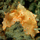 Illustration for article titled Striking Photographs Of Sea Slugs Expose The Alien World Under the Sea
